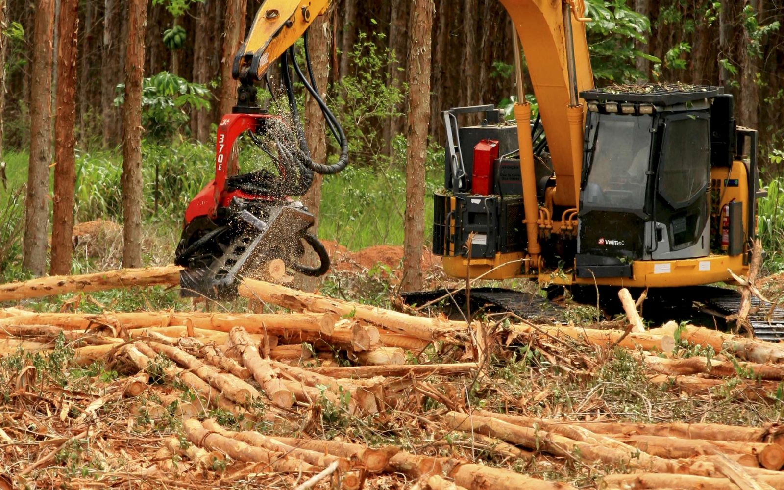 Woodland vegetation being cleared with forestry mulcher for site preparation