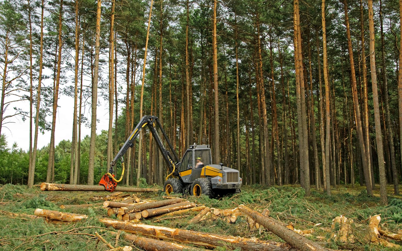 Forestry mulching machine clearing thick vegetation and brush on a wooded property
