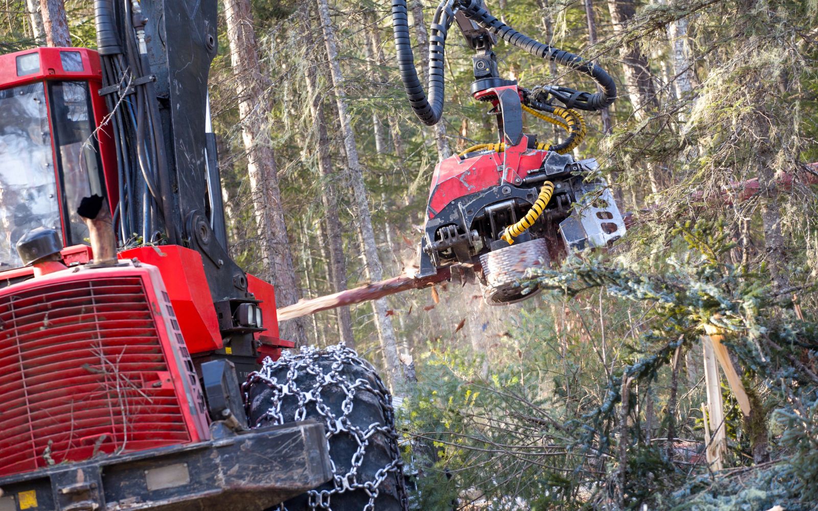 Forestry mulching machine clearing dense underbrush and vegetation on wooded land