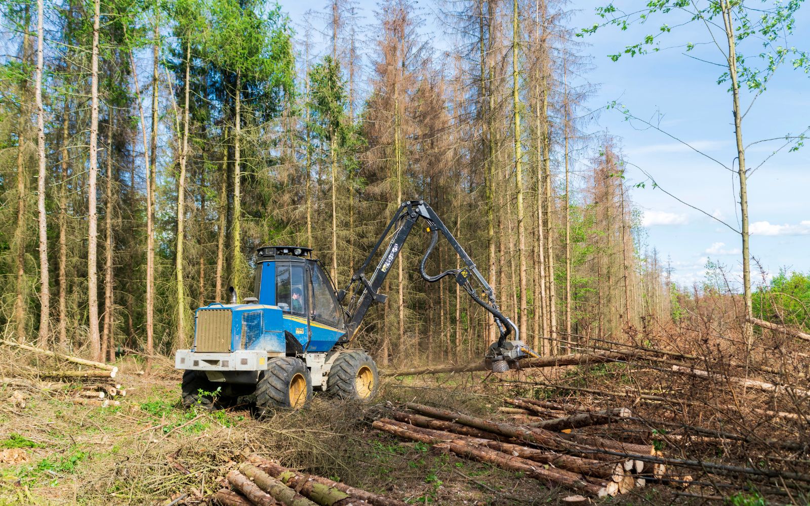Forestry mulching machine cutting and clearing overgrown brush on a wooded property for land management