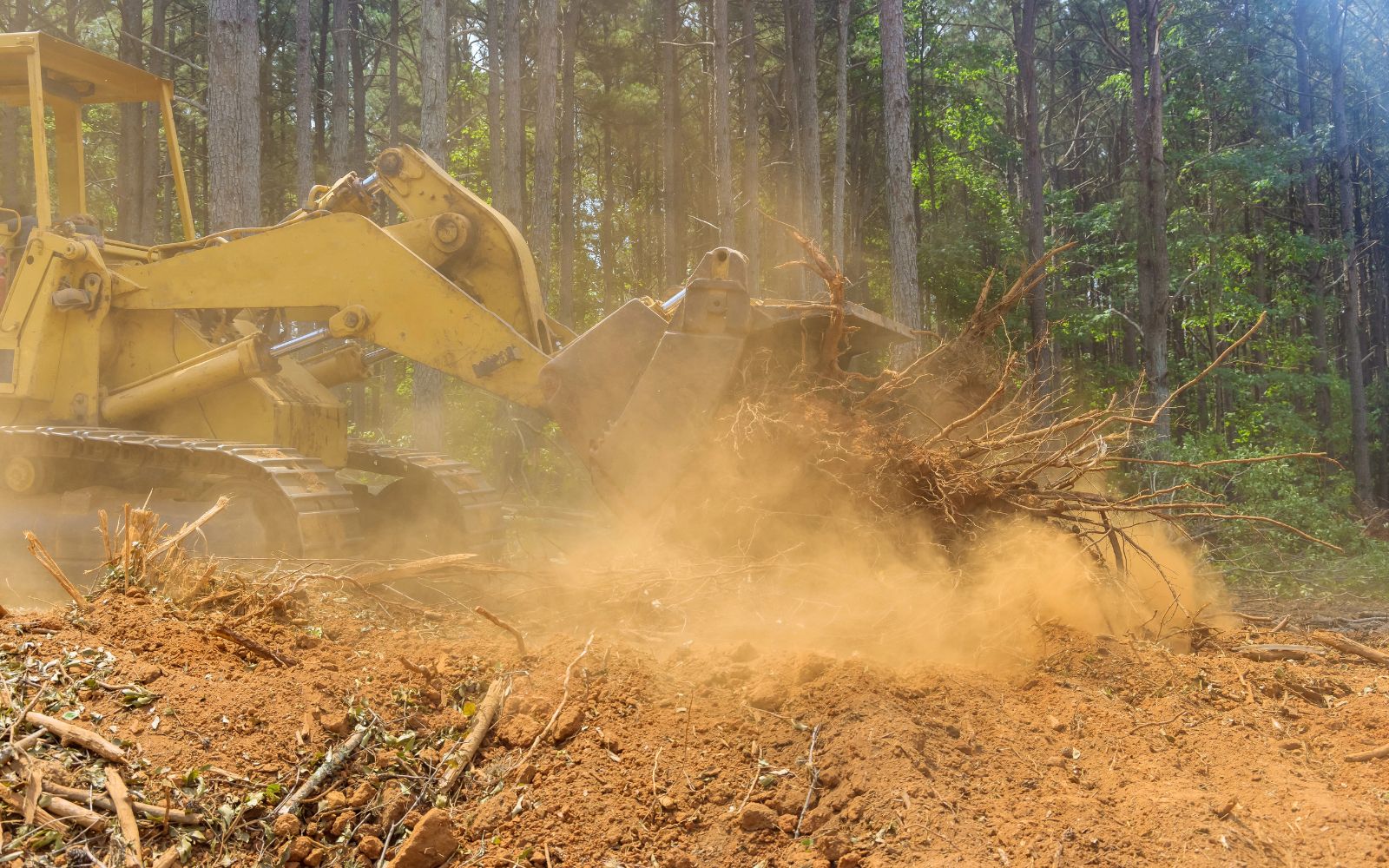 Forestry mulching machine grinding vegetation and clearing underbrush on a wooded site