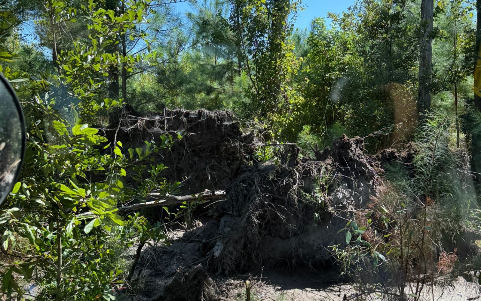 Uprooted tree with exposed root ball and disturbed soil in a forested area, surrounded by green trees and underbrush, seen from the side of a vehicle with part of its mirror visible on the left