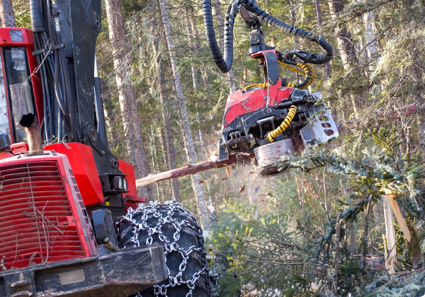Forestry mulching machine clearing dense underbrush and vegetation on wooded land